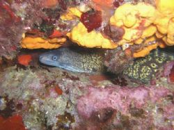 moray by Hakan Taslicay 